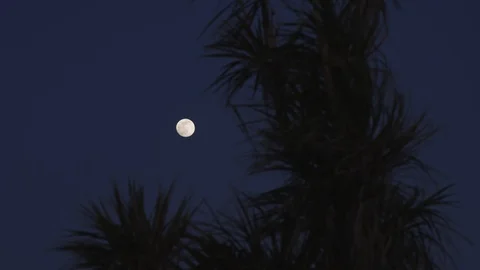 A supermoon behind a palm tree in Cornwall, England. Stock Footage 128181406
