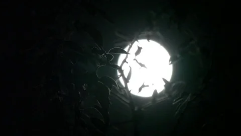 Supermoon Large Bright Moon through the leaves. Real. 500mm. Stock Footage 84757567