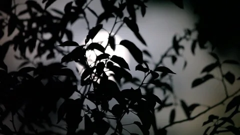 Supermoon Large Bright Moon through the leaves. Real. 500mm. Stock Footage 84757703