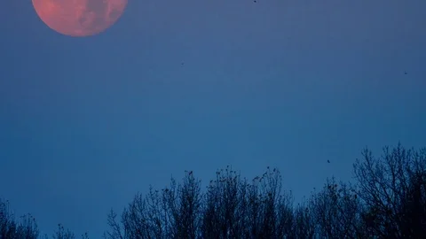 Supermoon by morning time lapse Video stock 70128037