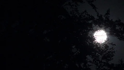 Supermoon rising at edge of dark forest Stock Footage 75016829