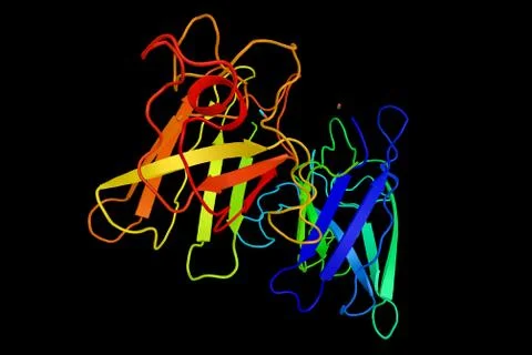 Superoxide dismutase 1 (3d structure), an enzyme implicated in apoptosis an.. Stock Illustration