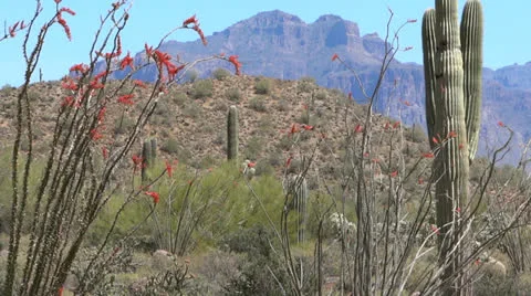 Superstition Mountain View with Ocotillo Stock Footage 22774259