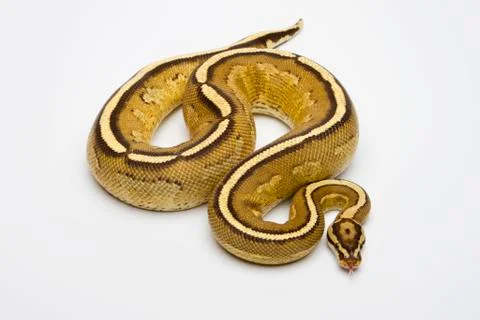 Superstripe ball python or royal python (python regius), male Stock Photos