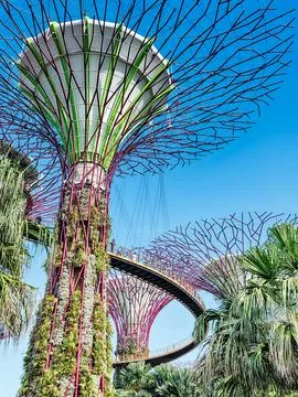 Supertree In The Daytime Stock-Fotos