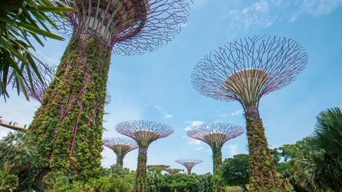 Supertrees at the Gardens by the Bay timelapse moving camera, Singapore Stock Footage 72483651
