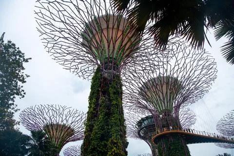 Supertrees at Gardens by the Bay. The tree structures are fitted with envir.. Stock Photos