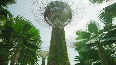 Supertrees in Singapore 動画素材 218484204