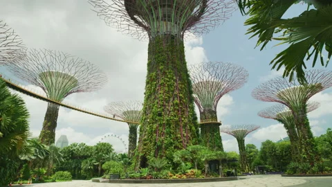 Supertrees in Singapore Vidéo 218499143