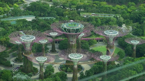The Supertrees in Singapore Stock Footage 218590844