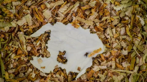 Superworm, worm, zofobas eats cabbage. Stock Footage 55207729