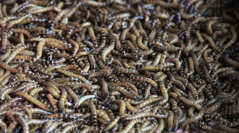 Superworms Bird Feeding 스톡 동영상 37807192