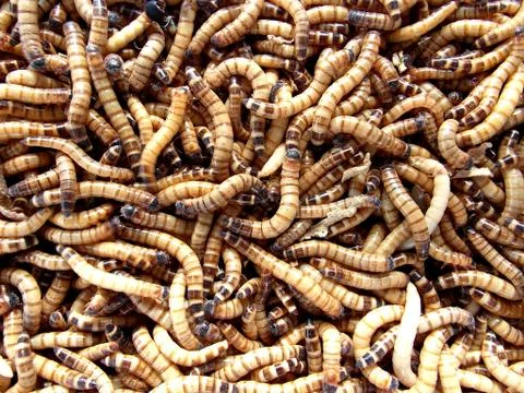 Superworms / mealworms Stock Photos