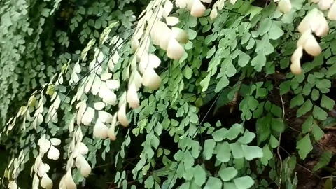 Supply (or Adiantum sp Stock Footage 327987100