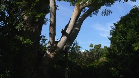 Supply Train Passes Between Trees Stock Footage 96878444