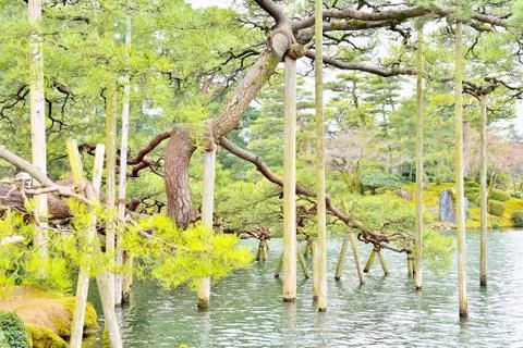 Support beams for pine tree in Kenroku-en park, Kanazawa, Japan Stock Photos