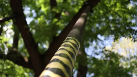 Support pole reinforces tree branch to prevent breakage promoting healthy growth Stock Footage 312600220