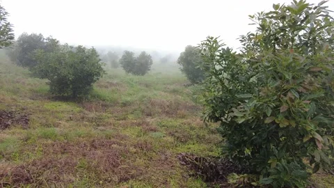 Support shot in an avocado field on a rainy day Stock Footage 157560340