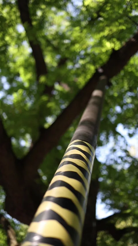 Support structure helps stabilize growing trees in public spaces protecting them Stock Footage 312696876
