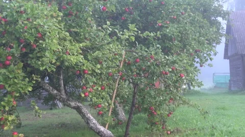 Supported apple tree Stock Footage 67665237