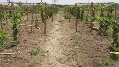 Supported Vine Plants Stock Footage 333963122