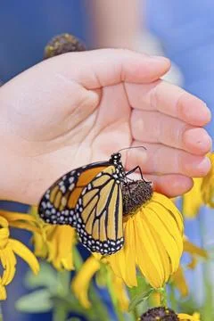 Supporting a monarch butterfly. Stock Photos
