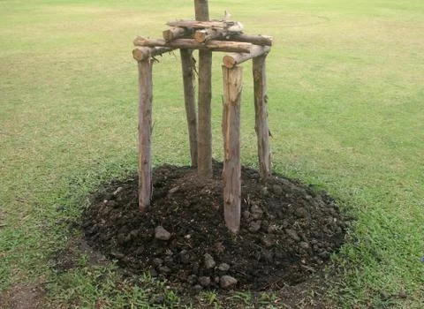 Supporting of young tree from wind in garden, prop tree Stock Photos