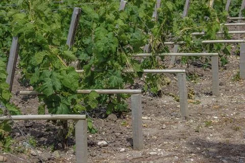 Supports holding up the posts in th vineyard Stock Photos