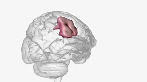 The supramarginal gyrus is a portion of the parietal lobe 스톡 동영상 271032008