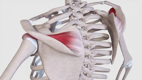 Supraspinatus  Muscle Movement 스톡 동영상 318011053
