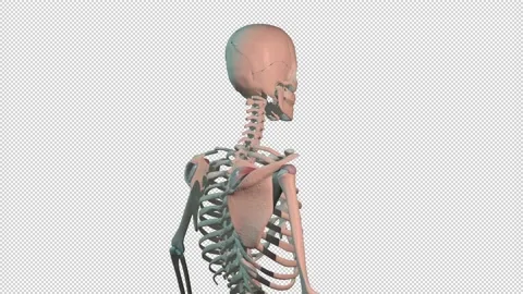 Supraspinatus  Muscles Full Roration Loop Stock Footage 171804048