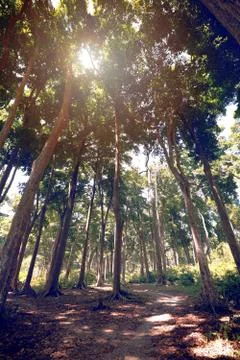 Supreb view of a path through forest Stock Photos