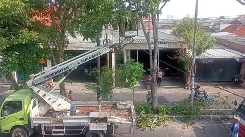Surabaya East Java Indonesia.  Tree pruning in urban areas. On November 1 2024 Stock Footage 296083769