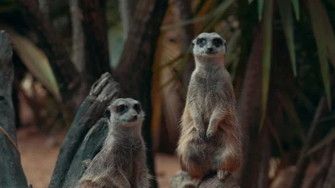 Suracatas 1 Stock Footage 188916490