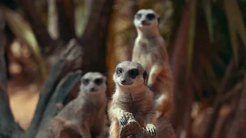 Suracatas 2 Video stock 188916889