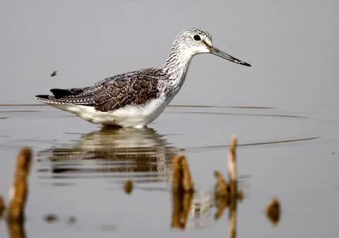 Sure redshank Stock Photos