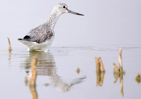 Sure redshank Stock Photos