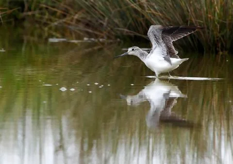 Sure redshank Stock Photos