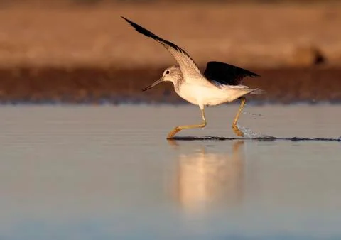 Sure redshank Stock Photos