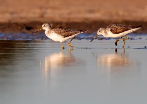 Sure redshank Stock Photos