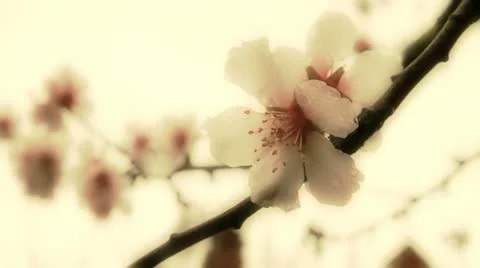 Sureal flower - HD Stock Footage 21946229
