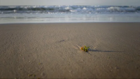Surf and Sand Stock Footage 99042961