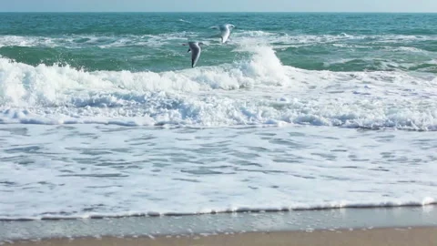 Surf on the Beach and Seagulls Stock Footage 106464416