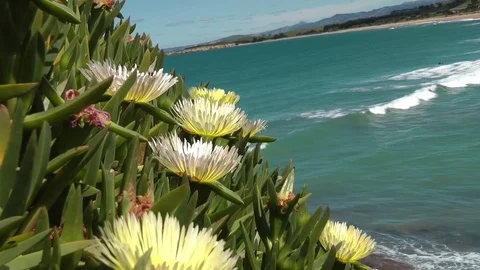 Surf Beach Daisies Stock Footage 83566815
