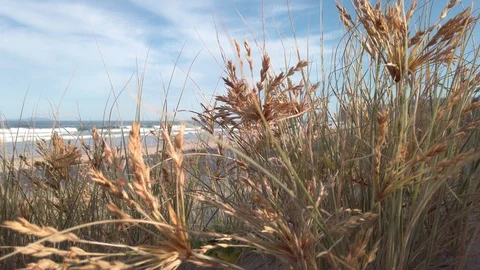 Surf breaking on the beach, late afternoon Stock-Footage 123991684