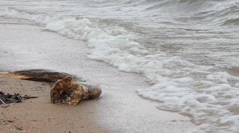 Surf Stock Footage 6095391