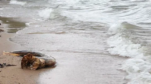 Surf Stock Footage 6164924