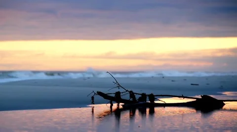 Surf Log at Sunset Loop Video stock 3274753