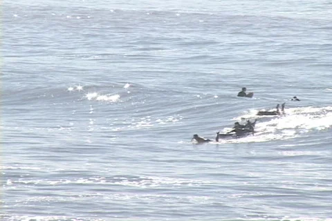 Surf malaga 3 Stock-Footage 504889