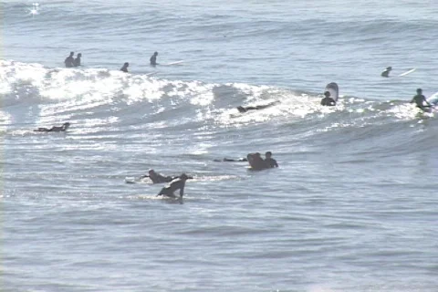 Surf-malaga2 Stock Footage 504887